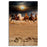 Beautiful Horse Pictures | Wall Art