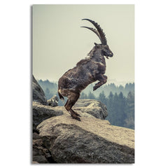 Capricorn Rock Animal Canvas | Wall Art