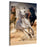 Beautiful Arabians Horse | Wall Art