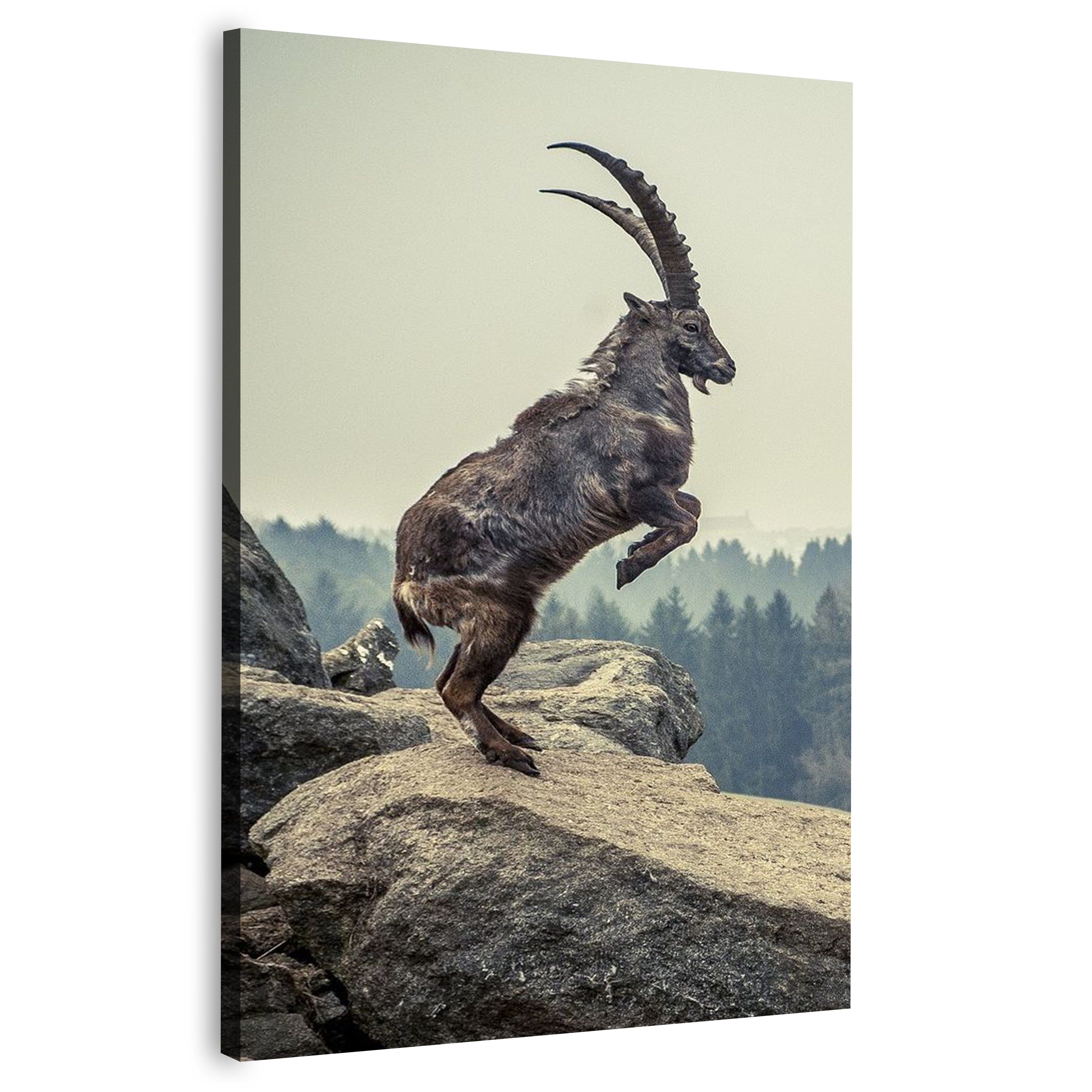 Capricorn Rock Animal Canvas | Wall Art